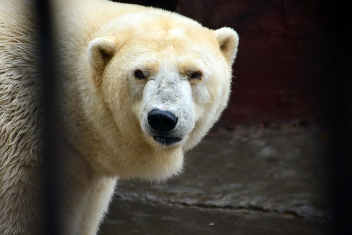 アンデルマ、その至高のホッキョクグマの色褪せることなき永遠の伝説_a0151913_7385347.jpg