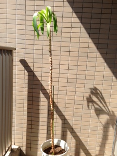 産まれました NO.358_c0102513_12251250.jpg
