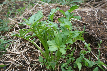 菜園は秋へ衣替えです。（２０１３年９月２９日）_a0216817_21281654.jpg