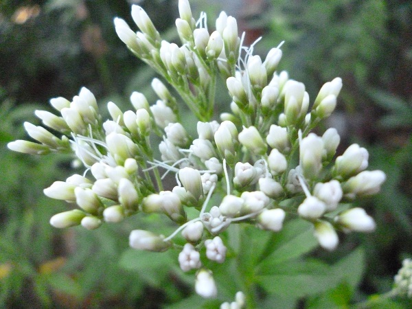 f0228619_9612.jpg