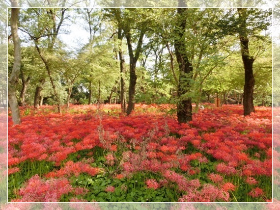 今年も曼珠沙華公園に行って来ました。_f0182121_10175415.jpg