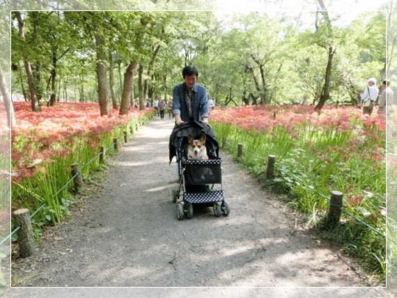 今年も曼珠沙華公園に行って来ました。_f0182121_10555167.jpg