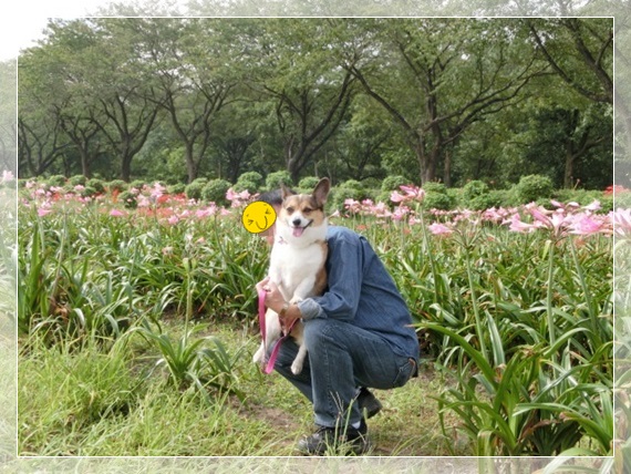 今年も曼珠沙華公園に行って来ました。_f0182121_112318.jpg