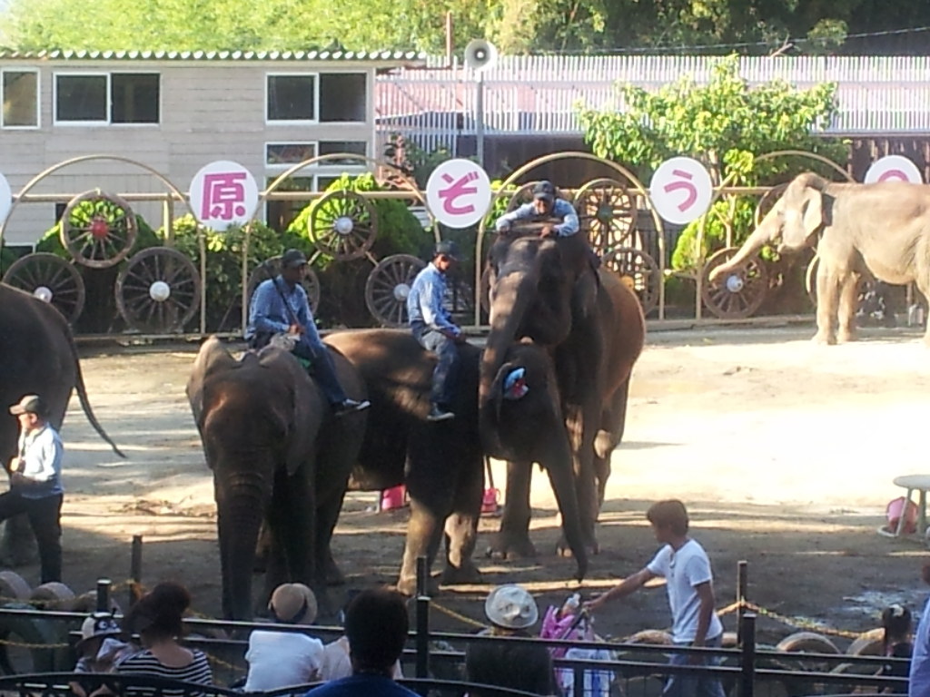 市原ぞうの国　2013年9月　3_d0281322_10353861.jpg