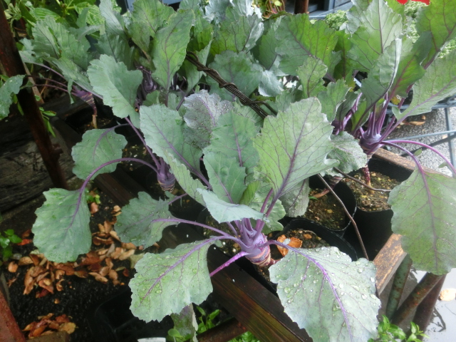 土もの_c0102228_20154152.jpg