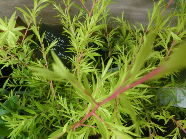 土もの_c0102228_20164475.jpg