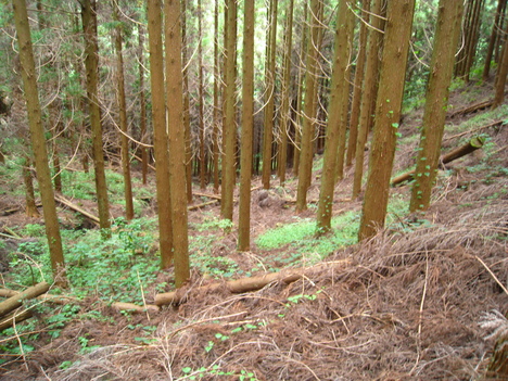 a0233432_2314415.jpg