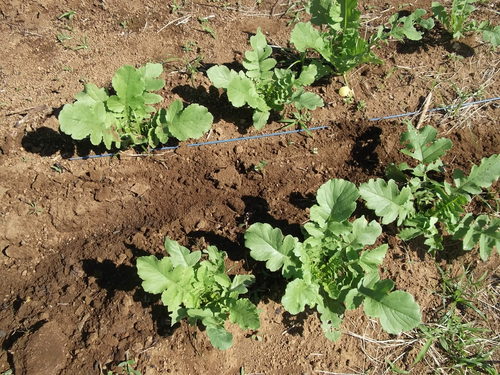 野菜が少ないので...大根の葉食べています。_b0137932_18163913.jpg