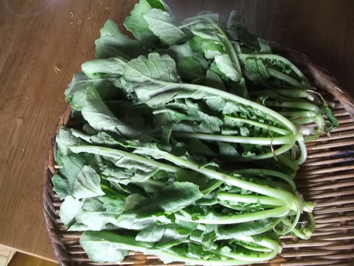 野菜が少ないので...大根の葉食べています。_b0137932_18172225.jpg