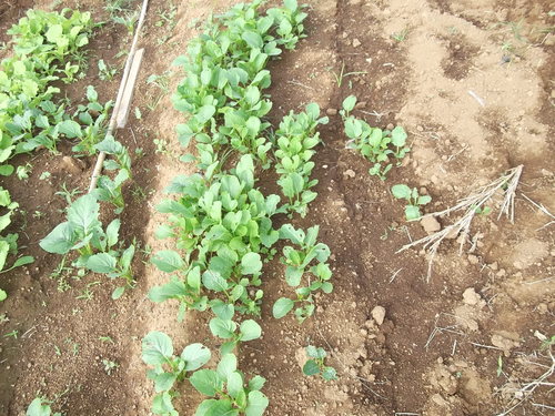 野菜が少ないので...大根の葉食べています。_b0137932_1818377.jpg