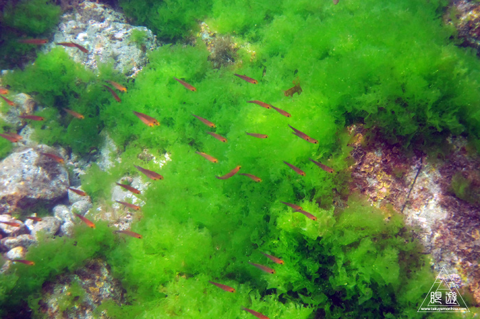 347 知夫里島 ～隠岐を満喫中！～_c0211532_1258432.jpg