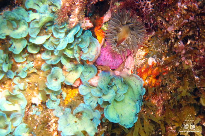 347 知夫里島 ~隠岐を満喫中!~_c0211532_13134494.jpg