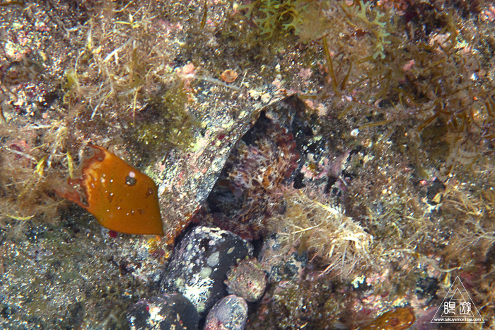 347 知夫里島 ~隠岐を満喫中!~_c0211532_1313467.jpg