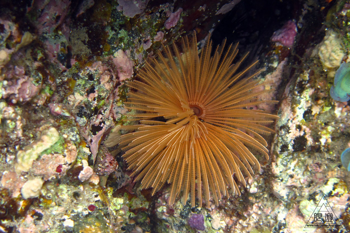 347 知夫里島 ~隠岐を満喫中!~_c0211532_13221663.jpg