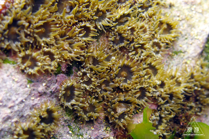 347 知夫里島 ~隠岐を満喫中!~_c0211532_1328271.jpg