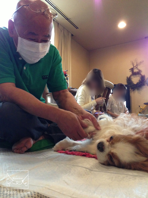 「愛犬の為の整体教室」について_c0099133_14584162.jpg