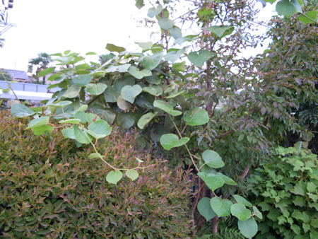 e0097534_17375969.jpg