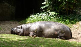 ＜ブルガー動物園＞自然のままの動物たち_a0289037_15432356.jpg