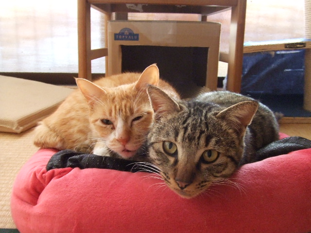 a0319840_15203117.jpg