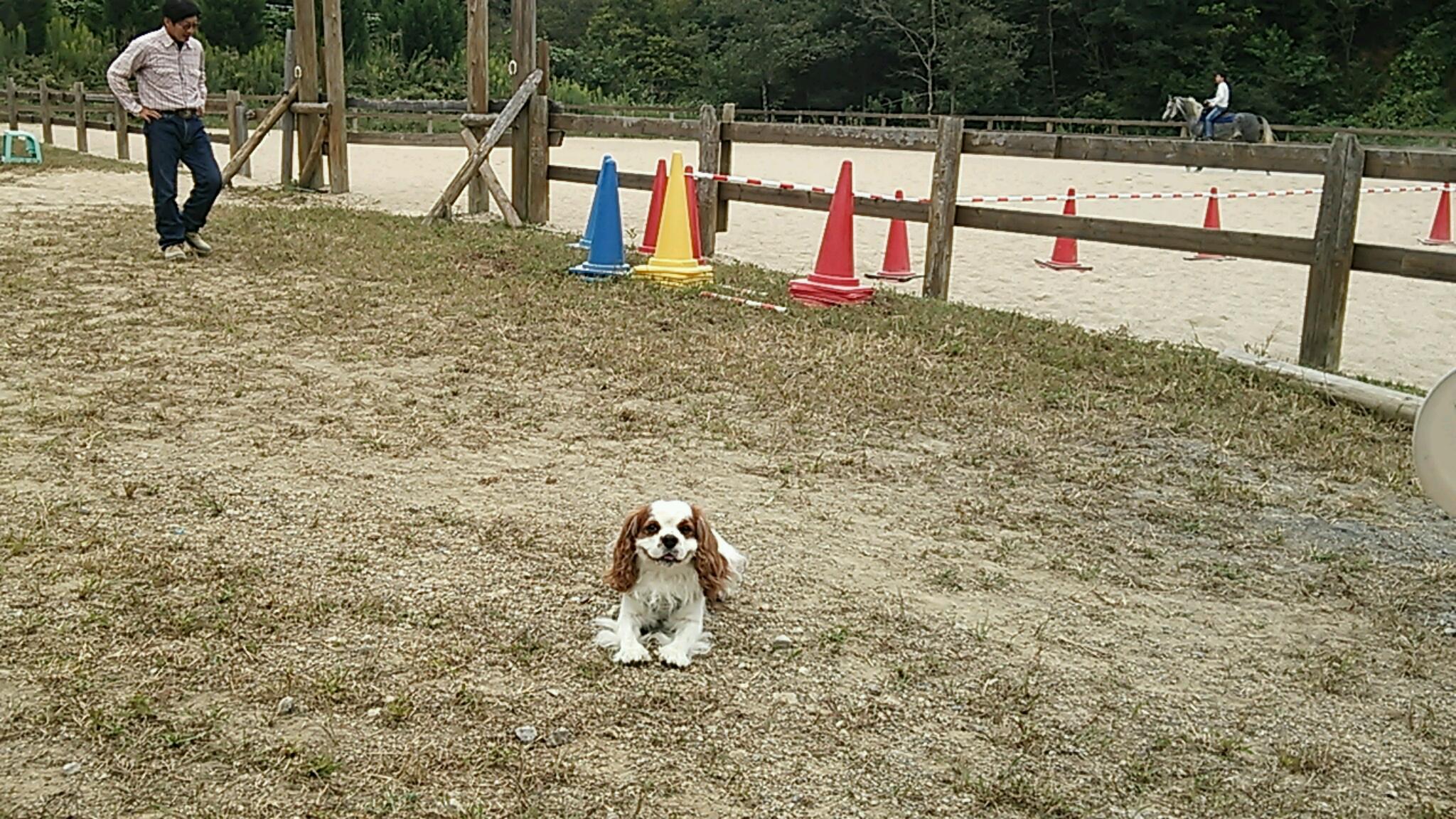 秋雲一杯_e0145441_5552635.jpg