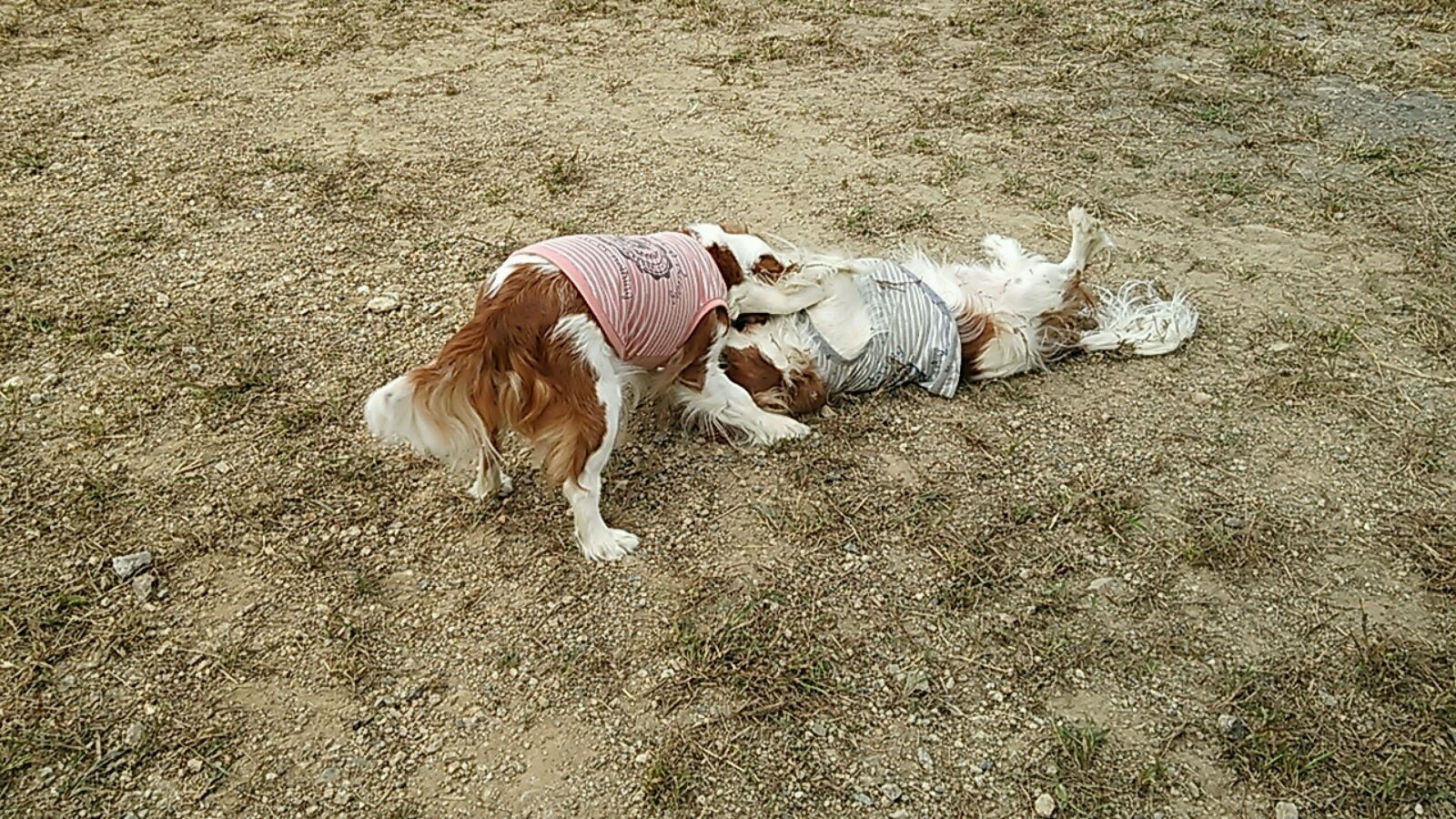 秋雲一杯_e0145441_5573717.jpg