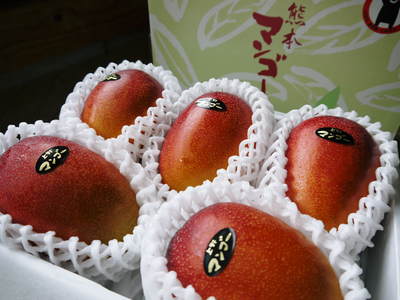 樹上完熟アップルマンゴー　来年も最高のマンゴーを育てるための準備と作業スタート　その２_a0254656_16475265.jpg