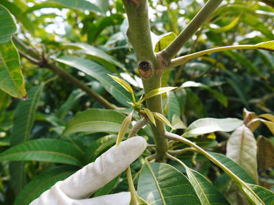 樹上完熟アップルマンゴー　来年も最高のマンゴーを育てるための準備と作業スタート　その２_a0254656_17115796.jpg