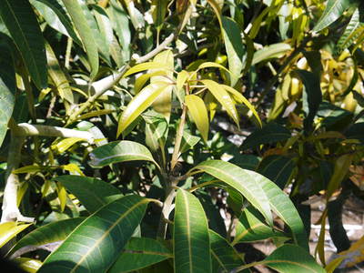 樹上完熟アップルマンゴー　来年も最高のマンゴーを育てるための準備と作業スタート　その２_a0254656_176488.jpg