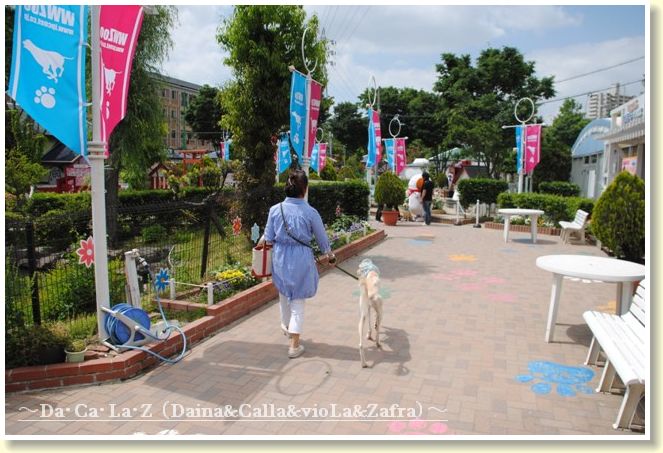 いざ名古屋へ 車中泊の旅 その１ だ か ら ｚvpc D A Ca La Zvpc Daina Calla Viola Zafra Viser Polen Charis