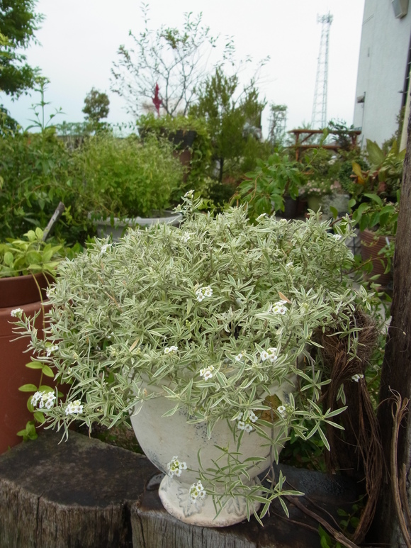 大好きなお花 アリッサム しーちゃんの花だより