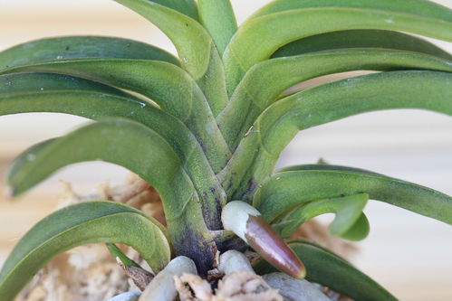 富貴蘭:翠華殿 : The blog of meraki 富貴蘭:翠華殿 : The blog of meraki