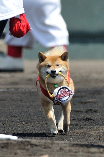 勝手に選手名鑑２０１３_c0197772_22101481.jpg