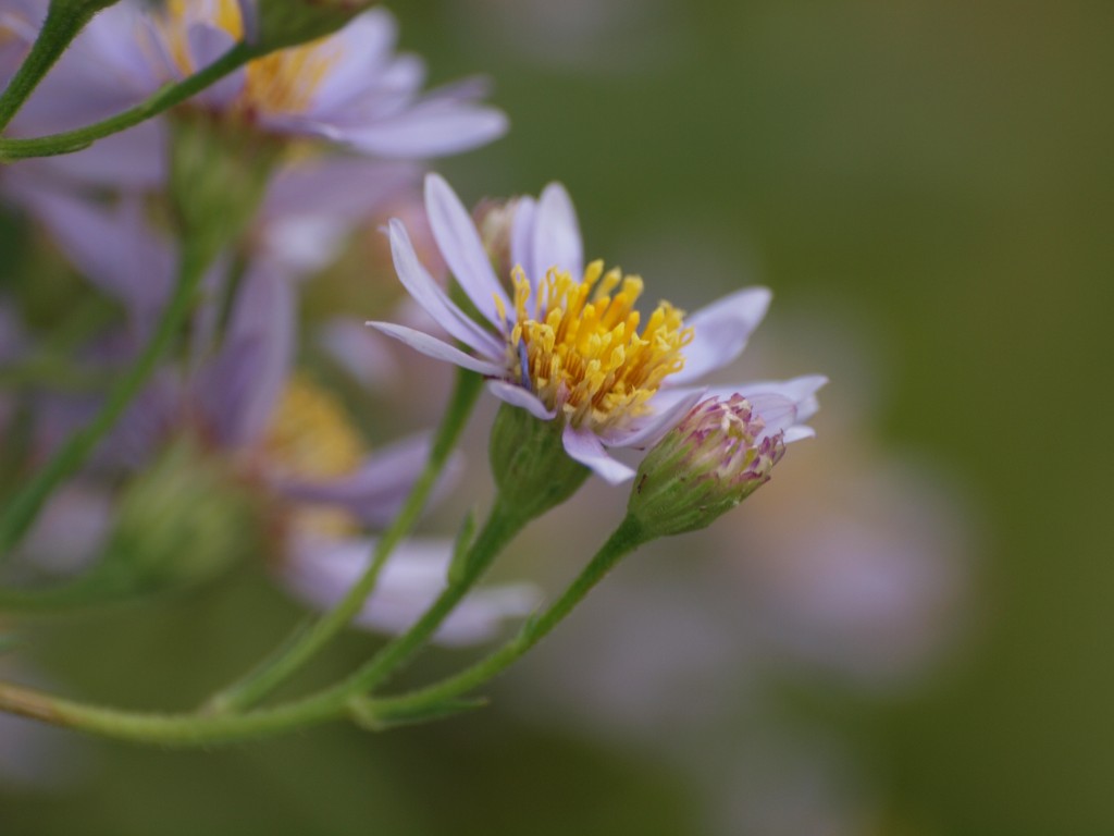 紫苑 シオン の花 美しく咲いて 自然風の自然風だより
