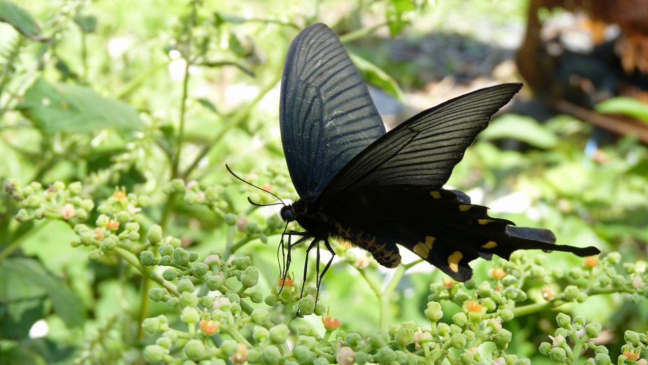 秋の昆虫シリーズ④　麝香揚羽蝶_a0185081_1326723.jpg