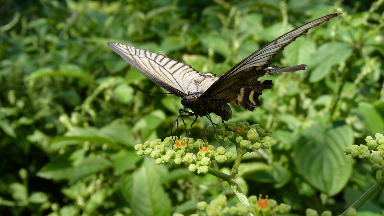 秋の昆虫シリーズ④　麝香揚羽蝶_a0185081_13281564.jpg