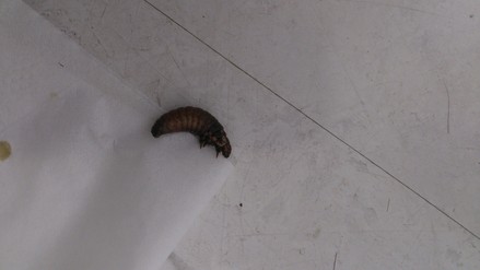 みのむしで実験_f0172281_631092.jpg
