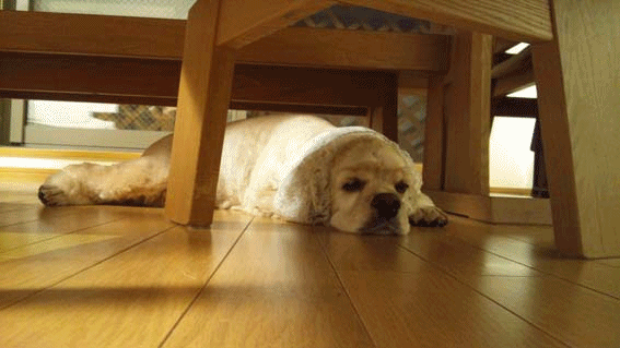 f0218182_2145252.gif