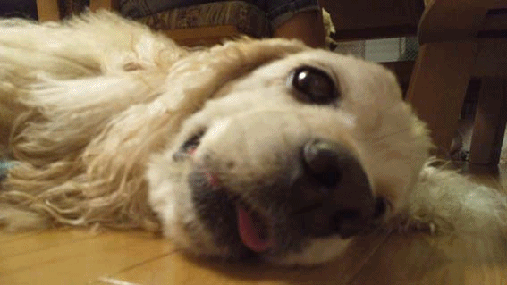 f0218182_2164813.gif