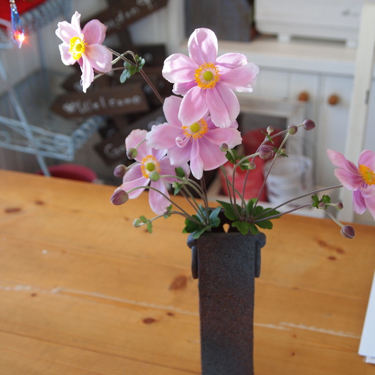 秋のお花、秋明菊_a0292194_1521359.jpg
