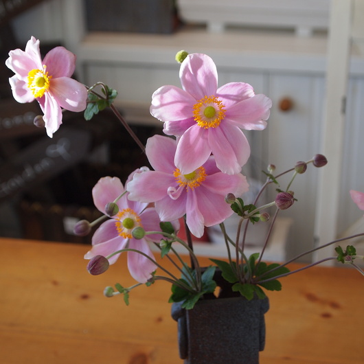 秋のお花、秋明菊_a0292194_152359.jpg