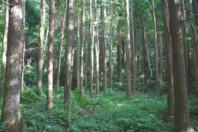 e0025300_17362337.jpg