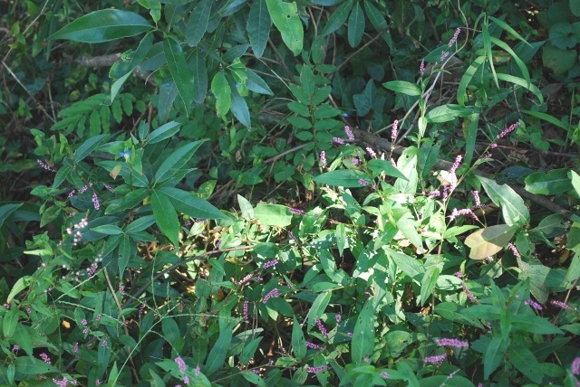 e0025300_17425049.jpg