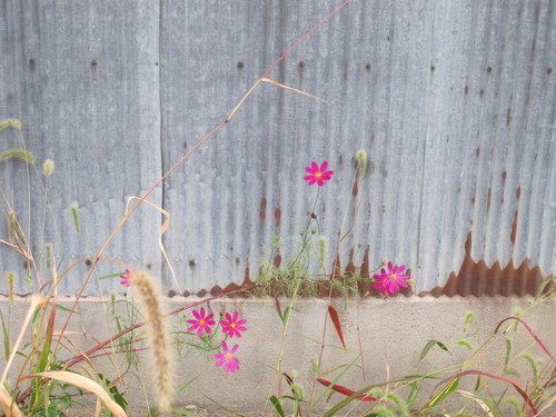 今朝の散歩は、フラワーポットに咲いている花を主に愛でる（２）_c0075701_8522670.jpg