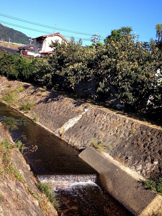 爽やかな朝\(^o^)/一日の始まりは愛犬との散歩から♪_a0213806_8574888.jpg