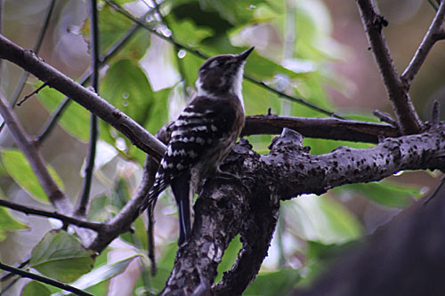 カラスノゴマと野鳥コゲラ。虹が出ました。_e0255509_2049043.jpg