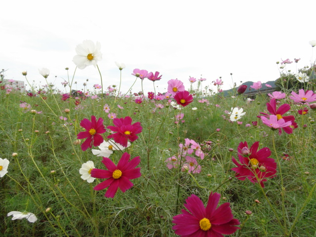 f0231709_102439.jpg