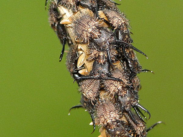 ウスバカゲロウ アリジゴク 一寸の虫にも五分の魂 ウスバカゲロウ アリジゴク 一寸の虫にも五分の魂
