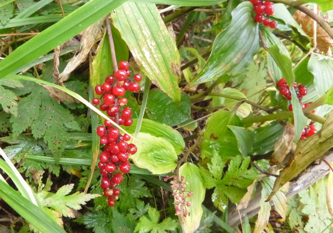 d0170615_824418.jpg