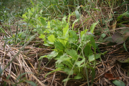 a0216817_20541621.jpg