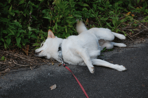 f0248120_20554169.gif